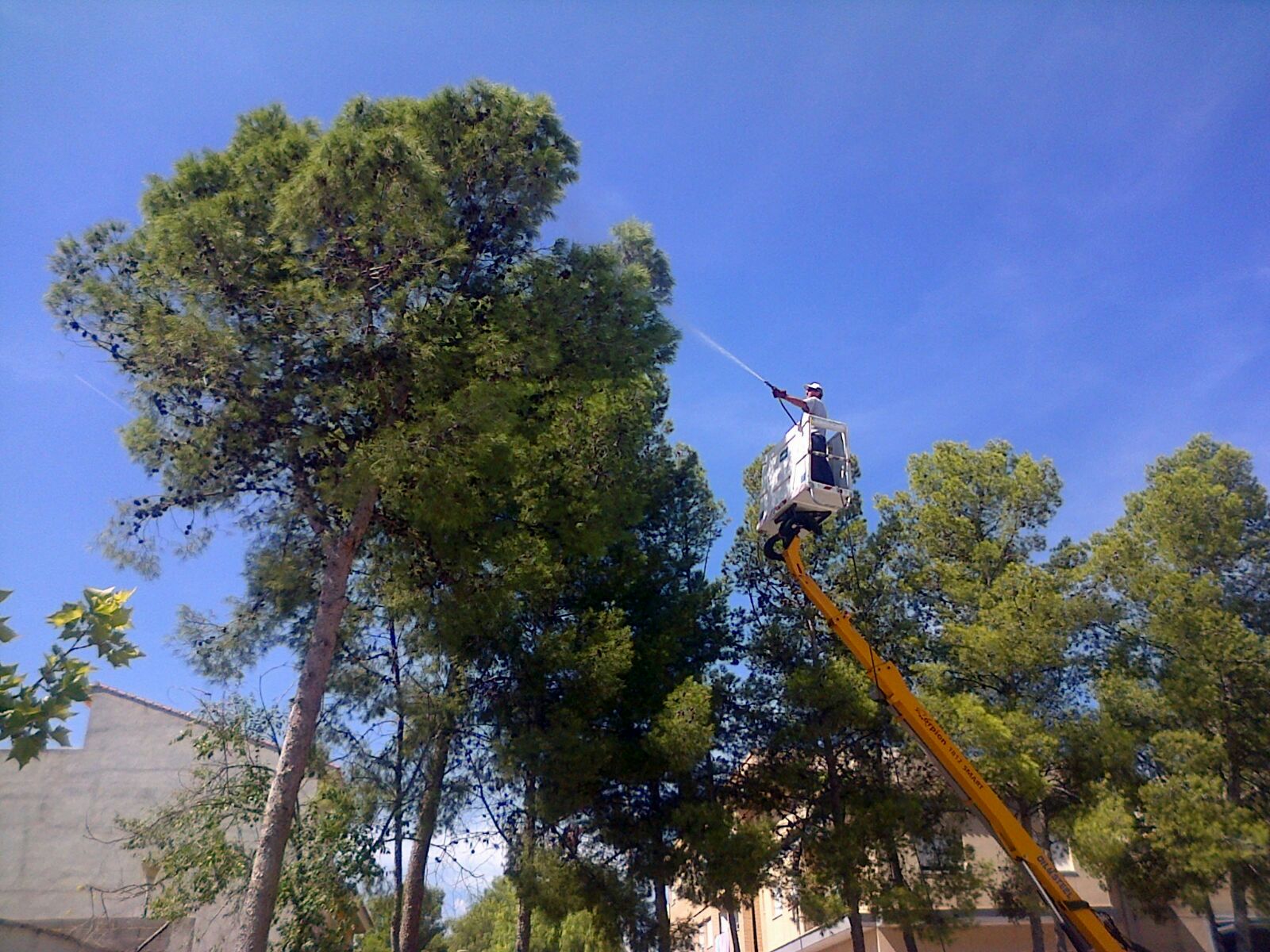 Trabajos de poda en uno de los centros escolares de Cheste.