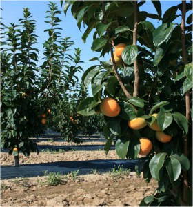 Uno de los cultuvos objeto de estudio por AVA-Asaja. Foto: Luis Ibáñez.