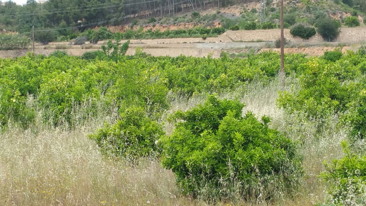 Terrenos aludidos por el Ayuntamiento de Riba-roja.