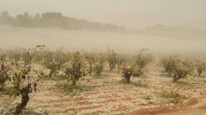 Destrozos producidos en el campo valenciano por el pedrisco.
