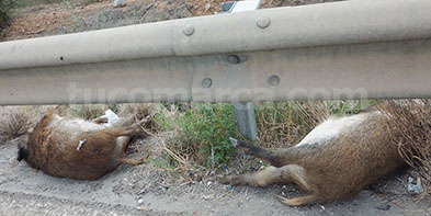 Dos de los cuatro jabalíes muertos en la vía de acceso a la A-3 a la altura de Buñol.
