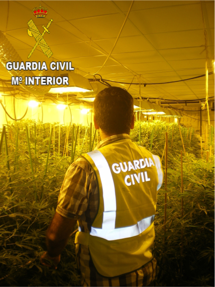 Un agente ante las plantas decomisadas por la Guardia Civil.