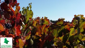 AltoTuriab Benagéber, Tuéjar, Chelva, Titaguas y Aras de los Olmos ofrecerán visitas guiadas gratuitas para acercar la Naturaleza de la región a los amantes de la fotografía.