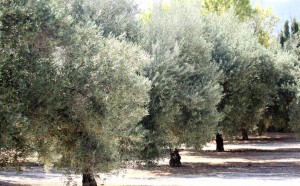 La Ruta de los Olivos Milenarios también tiene como objetivo la creación de un club de producto.