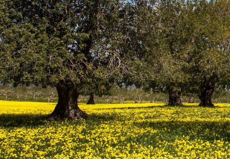 Imagen de unos algarrobos.