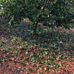 El clima no está dando tregua a los agricultores valencianos durante este mes de julio