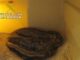 La serpiente se encontraba a cargo de un familiar residente en la localidad de l’Eliana.