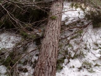 Uno de los numerosos pinos derribados por la nieve y el viento huracanado que se registró el 19 de enero de 2017.