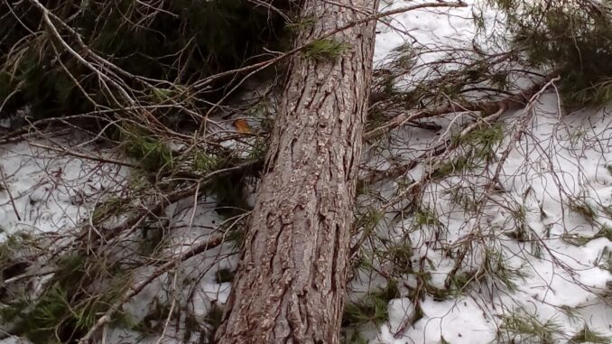Uno de los numerosos pinos derribados por la nieve y el viento huracanado que se registró el 19 de enero de 2017.